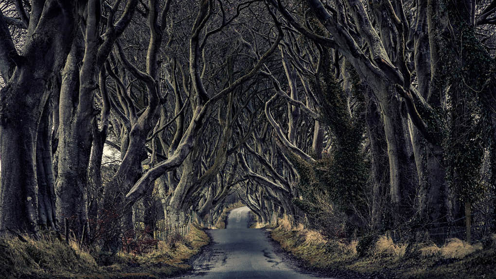 Path through the dark hedges 