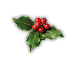 Fresh holly leaves with red berries on white background. Winter natural decoration