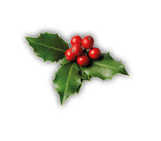 Fresh holly leaves with red berries on white background. Winter natural decoration
