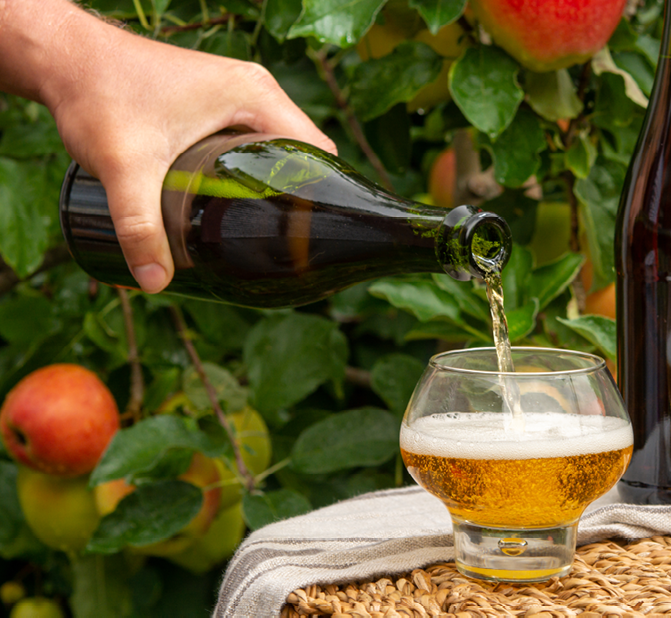 Pouring of brut apple cider from Normandy in glass, France and green apple tree with ripe red fruits on background