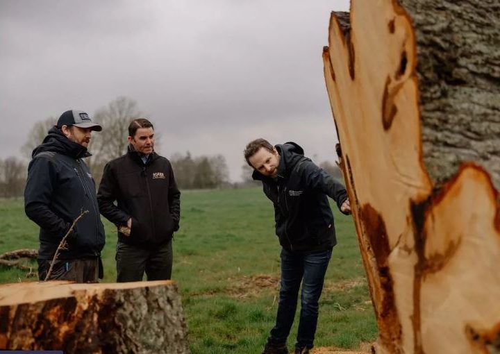 Irish whiskey journey for ancient oak felled by storm